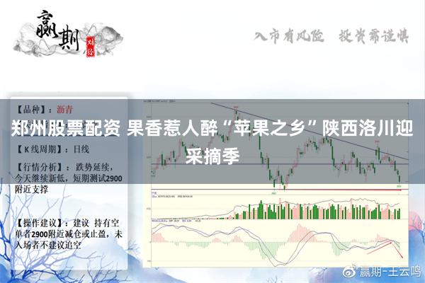 郑州股票配资 果香惹人醉“苹果之乡”陕西洛川迎采摘季